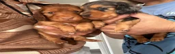 Miniature Dachshund dogs for sale: Outstanding litter of miniature sausage dogs  - Advert 4