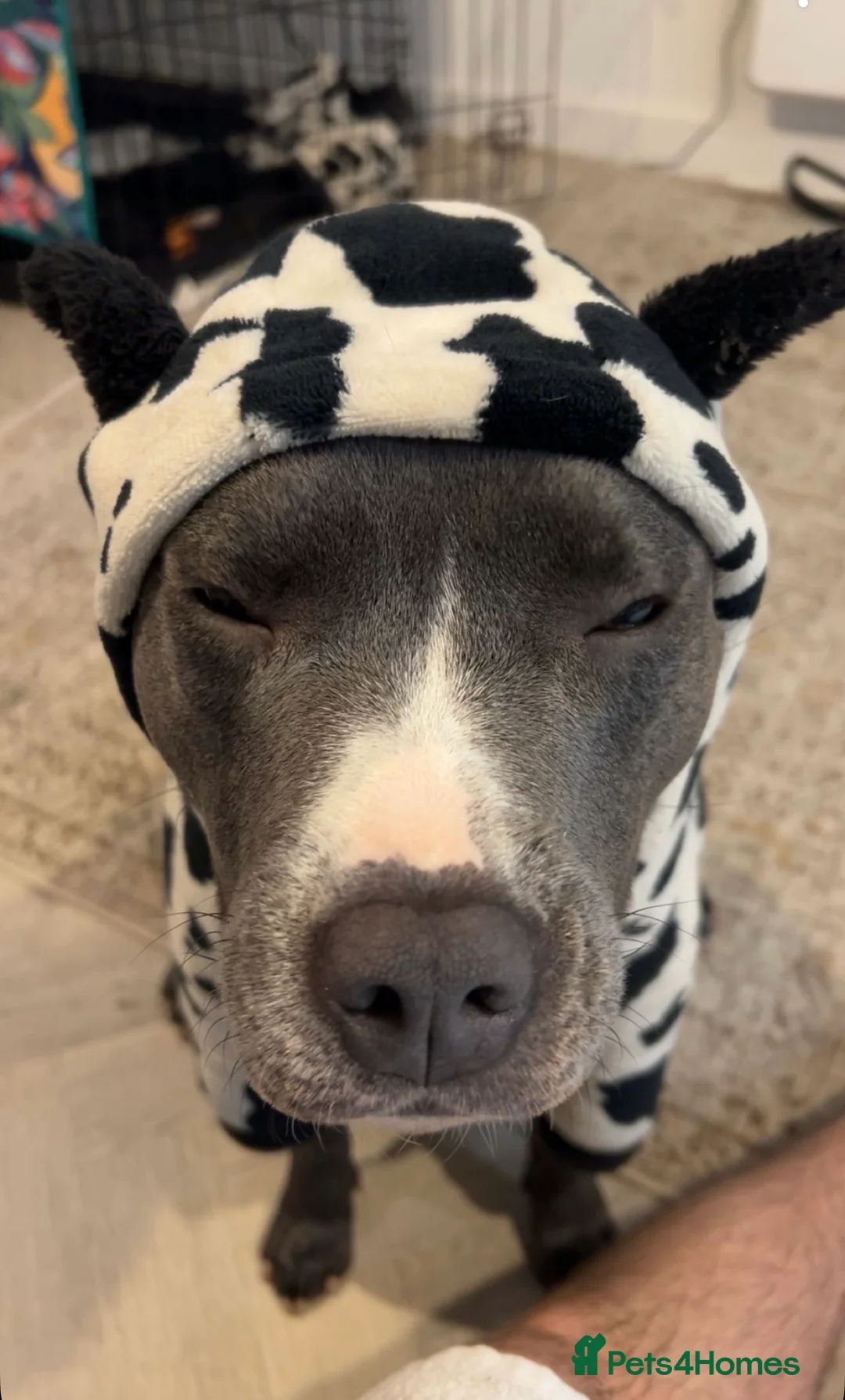 Staffordshire Bull Terrier dogs for sale: Blue staffie puppies   - Advert 5