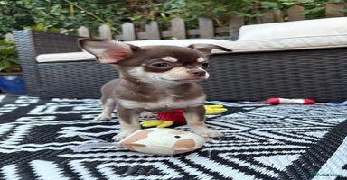 Chihuahua dogs - Advert 8