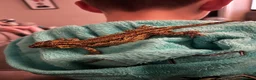 Gecko reptiles for sale: Gargoyle gecko in Stoke-on-Trent - Advert 14