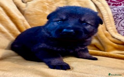 German Shepherd dogs for sale: 4* Licensed. KC Registered. Health Tested Parents - Image 10