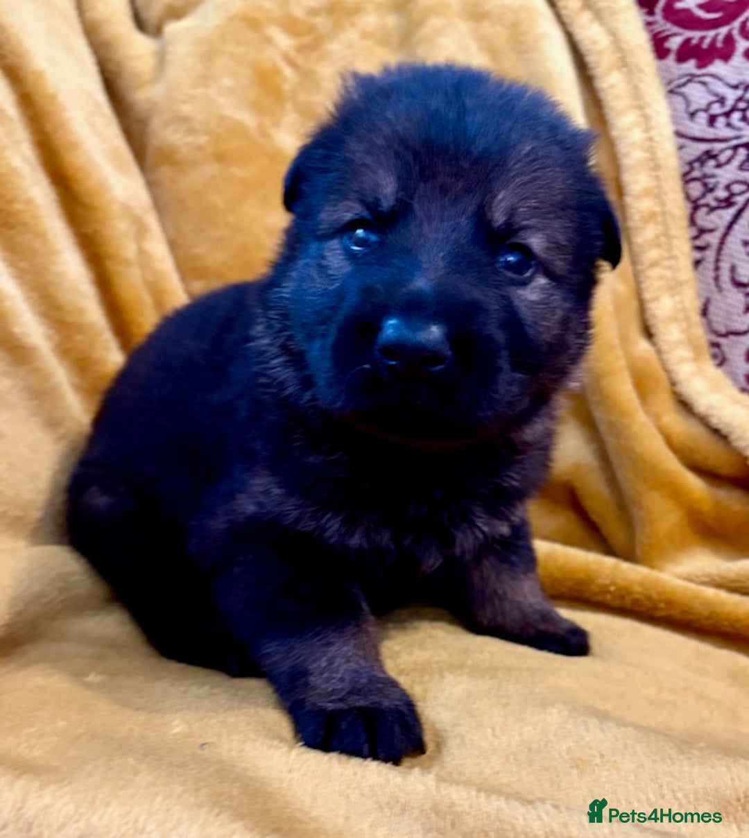 German Shepherd dogs for sale: 4* Licensed. KC Registered. Health Tested Parents - Image 10