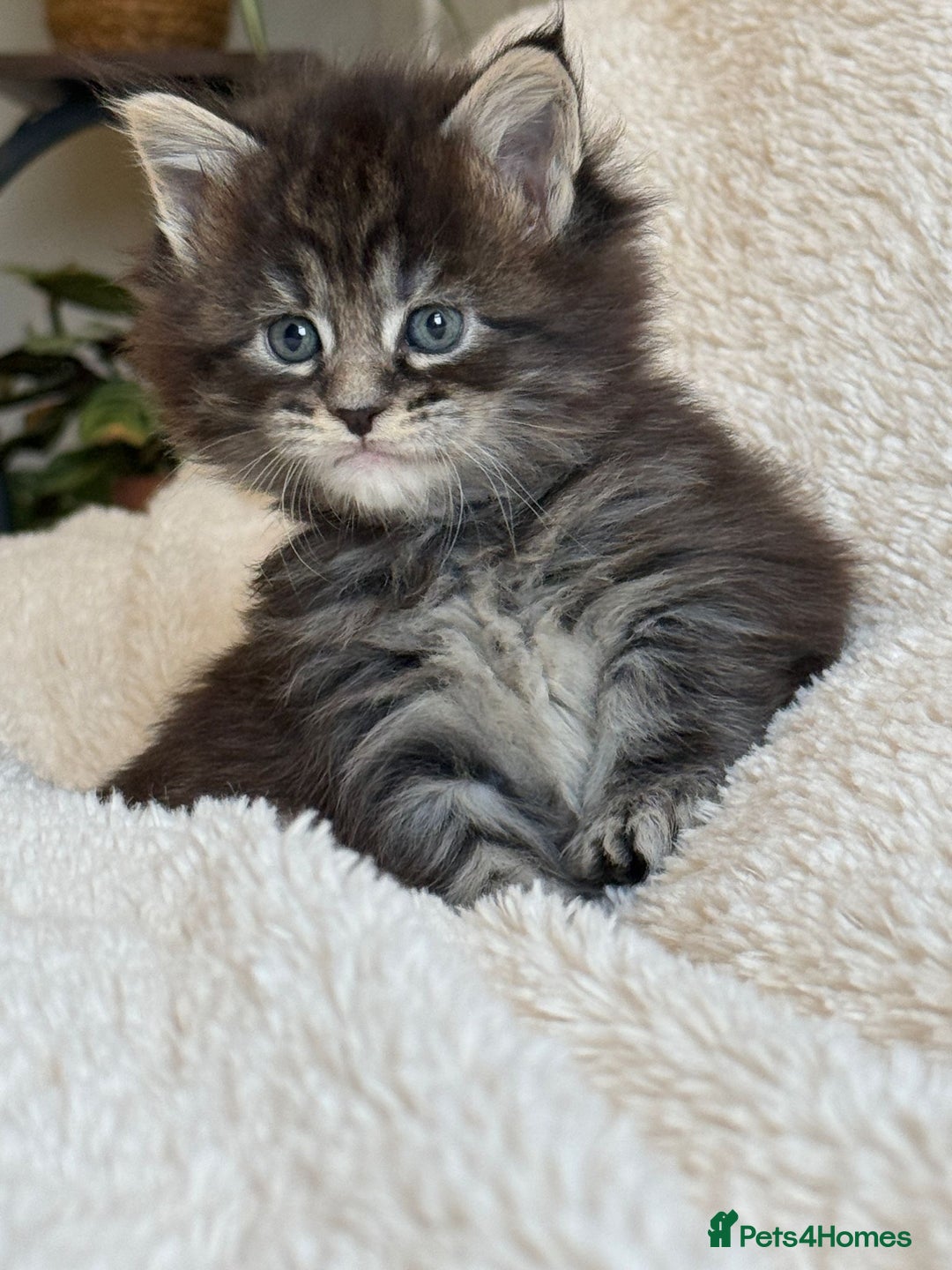 Maine Coon cats for sale: 5 Main Coon Kittens  - Advert 5