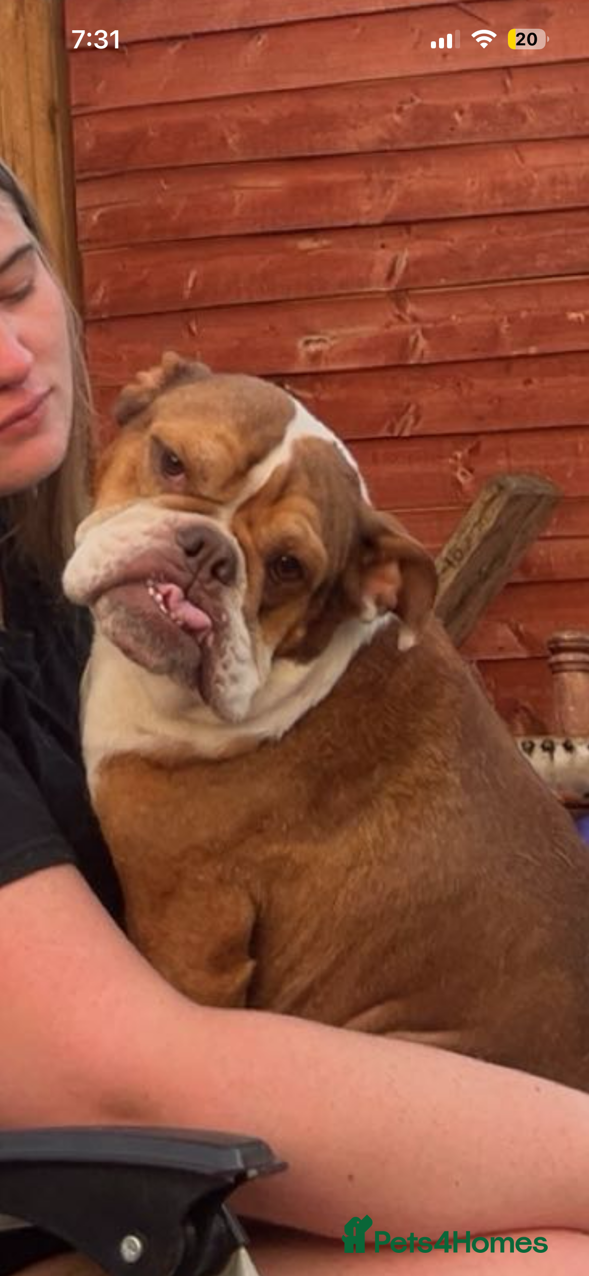 Mixed Breed dogs One Male Bullador Available  - Advert 1