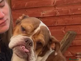 Mixed Breed dogs One Male Bullador Available - Advert 1