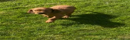 Irish Setter dogs for sale: Irish Setter Puppies - Advert 6