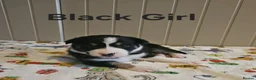 Border Collie dogs for sale: Border Collie Puppies – Looking for Forever Homes in Swindon - Advert 12