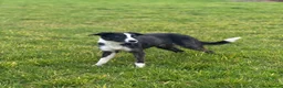 Mixed Breed dogs for sale: 🐾 Beautiful Mixed Breed Puppies ⭐ - Advert 13