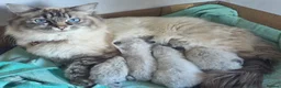 Ragdoll cats for sale: Beautiful ragdoll kittens  - Advert 3