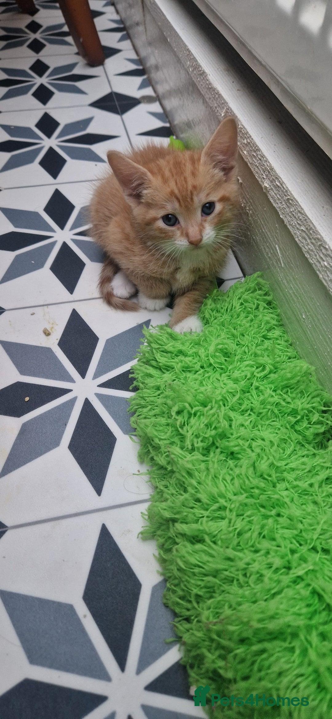 Mixed Breed cats for sale: 5 little kittens(2 calico girls +3 ginger males)  - Advert 8