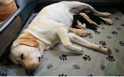 Labrador Retriever dogs for sale: Unique Labrador Retriever Puppies - Image 7