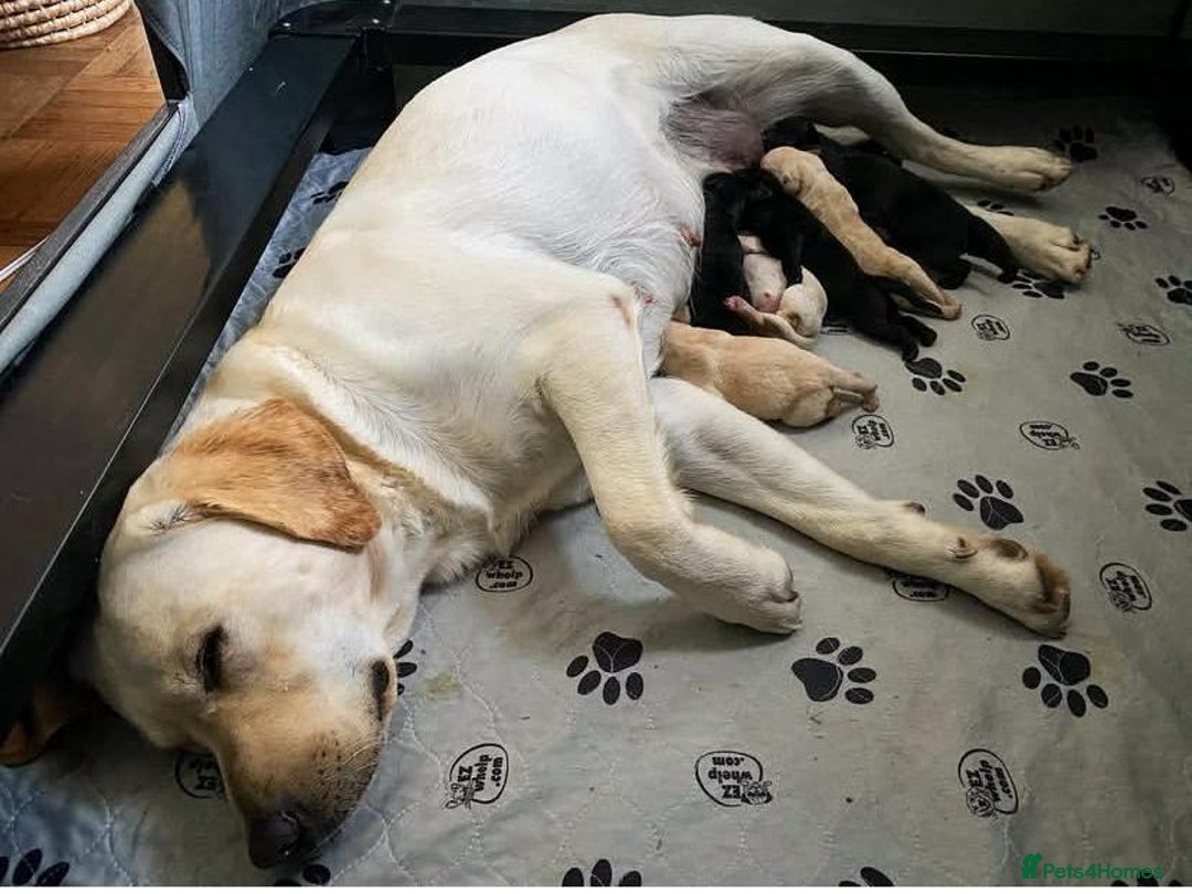 Labrador Retriever dogs for sale: Unique Labrador Retriever Puppies - Image 7