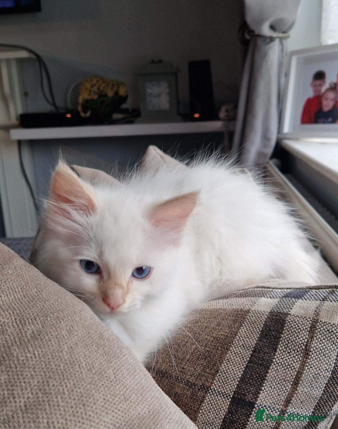 Ragdoll cats for sale: Beautiful Ragdoll Kitten  - Image 9