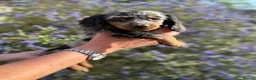 Dachshund dogs for sale: KEC REG MINIATURE LONG HAIRED dachshund puppies - Advert 5