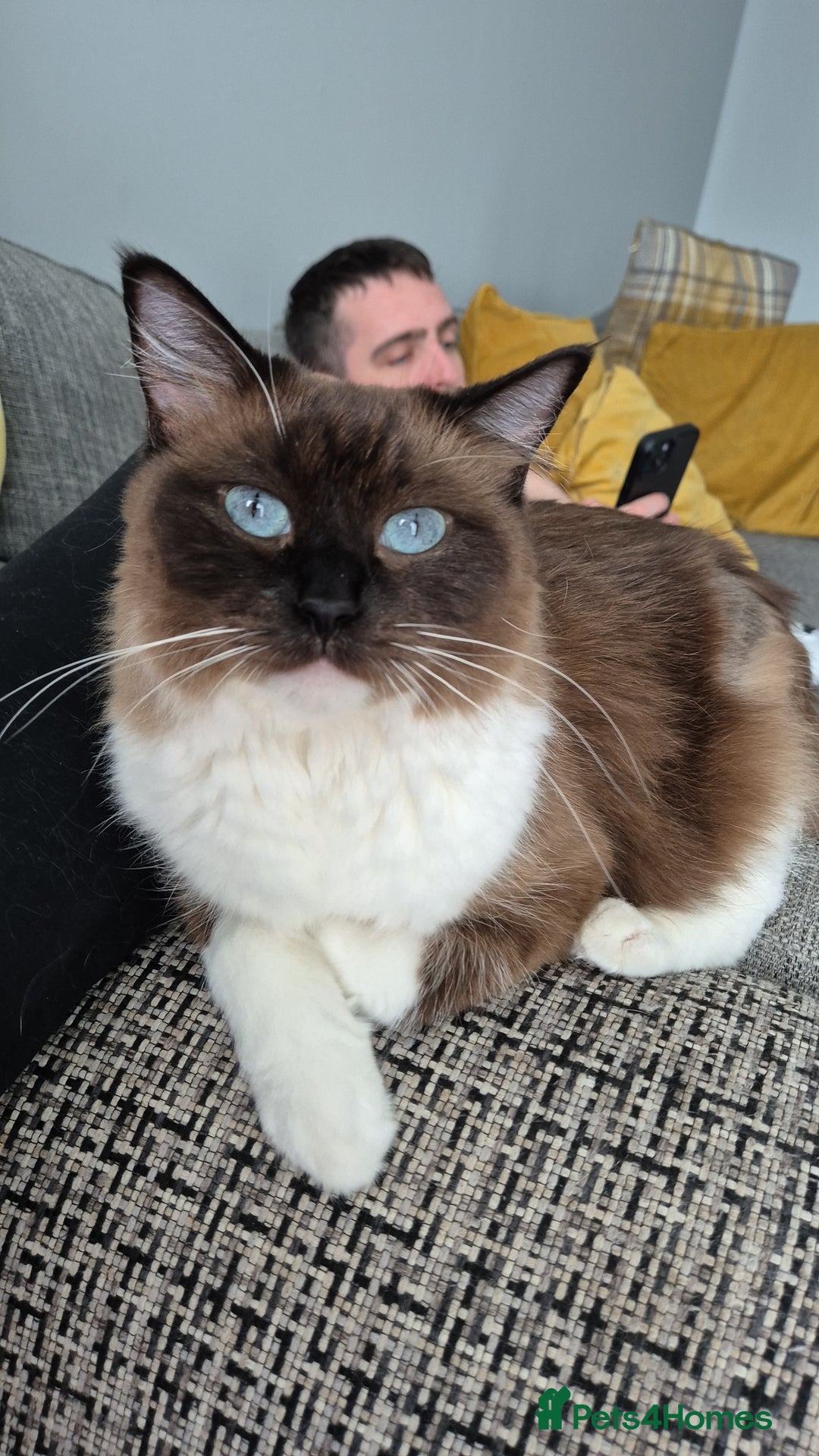 Ragdoll cats for sale: Two ragdoll females  - Image 10