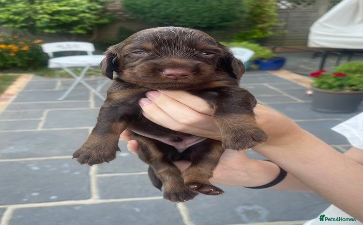 Cocker Spaniel dogs - Advert 13