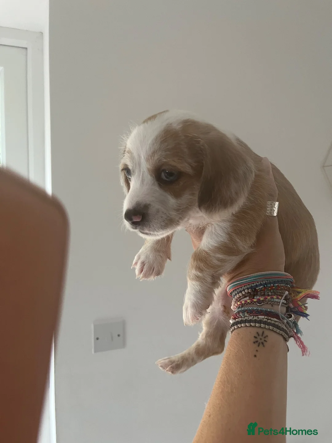 Mixed Breed dogs for sale: One boy remaining  - Advert 5