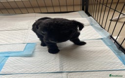 Mixed Breed dogs for sale: 3/4 patterdale 1/4 staffy x cavapoo pups - Image 18