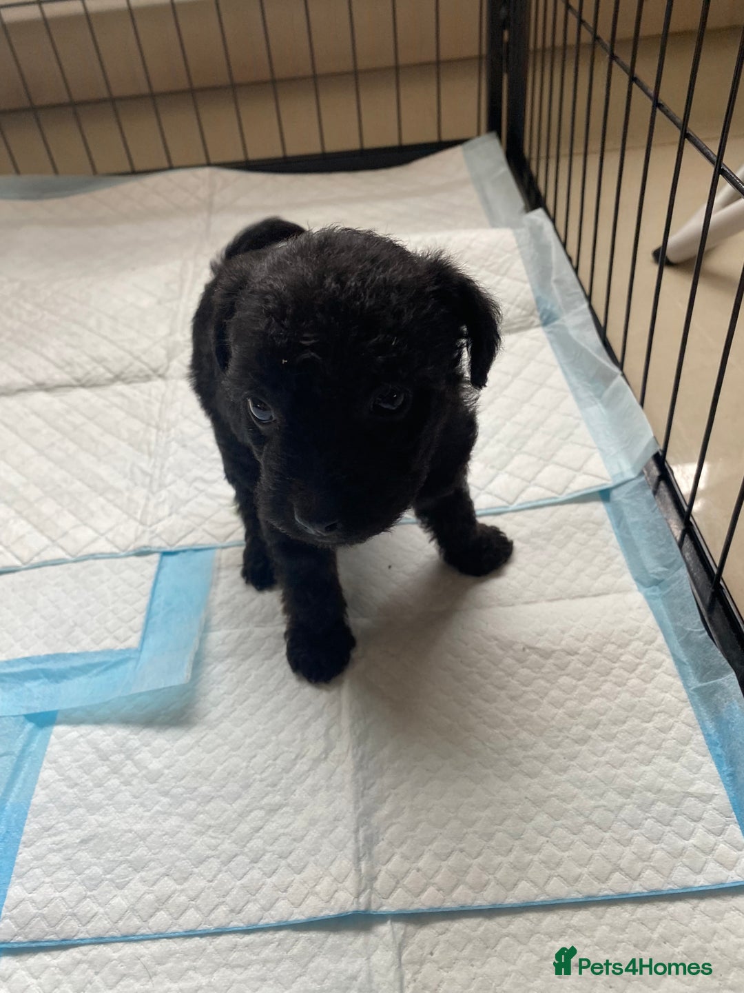 Mixed Breed dogs for sale: 3/4 patterdale 1/4 staffy x cavapoo pups - Image 18