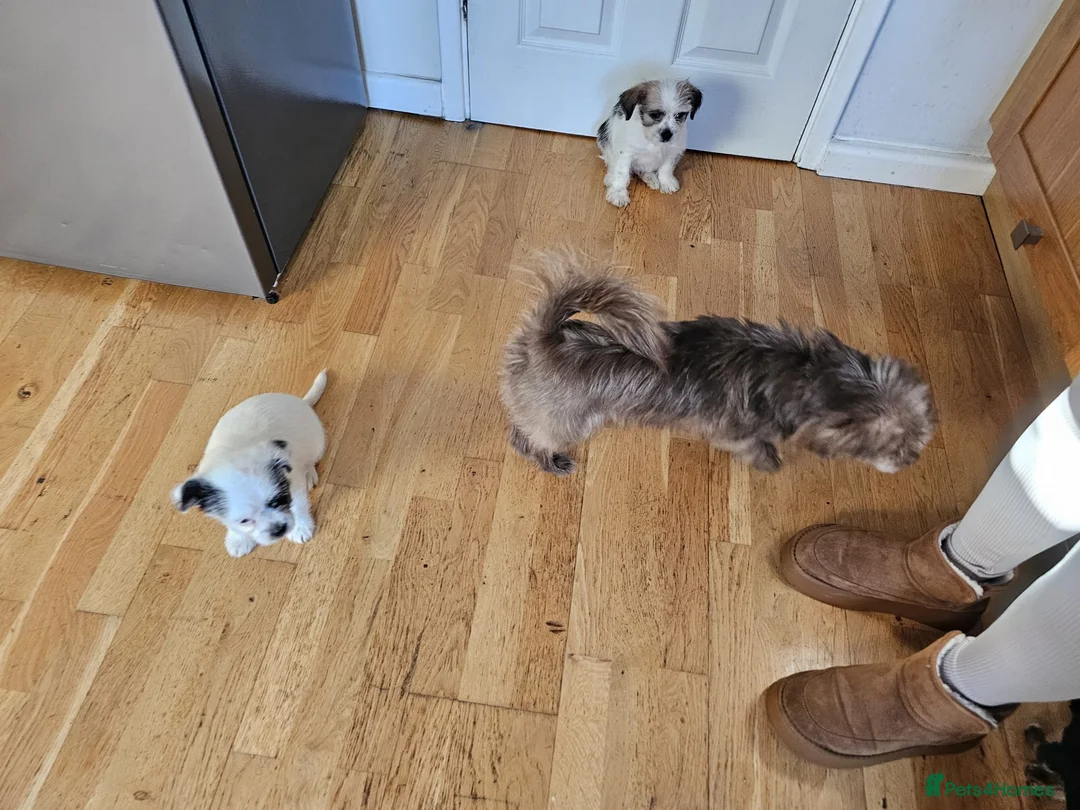 Mixed Breed dogs for sale: Shin tzu cross puppies - Advert 2
