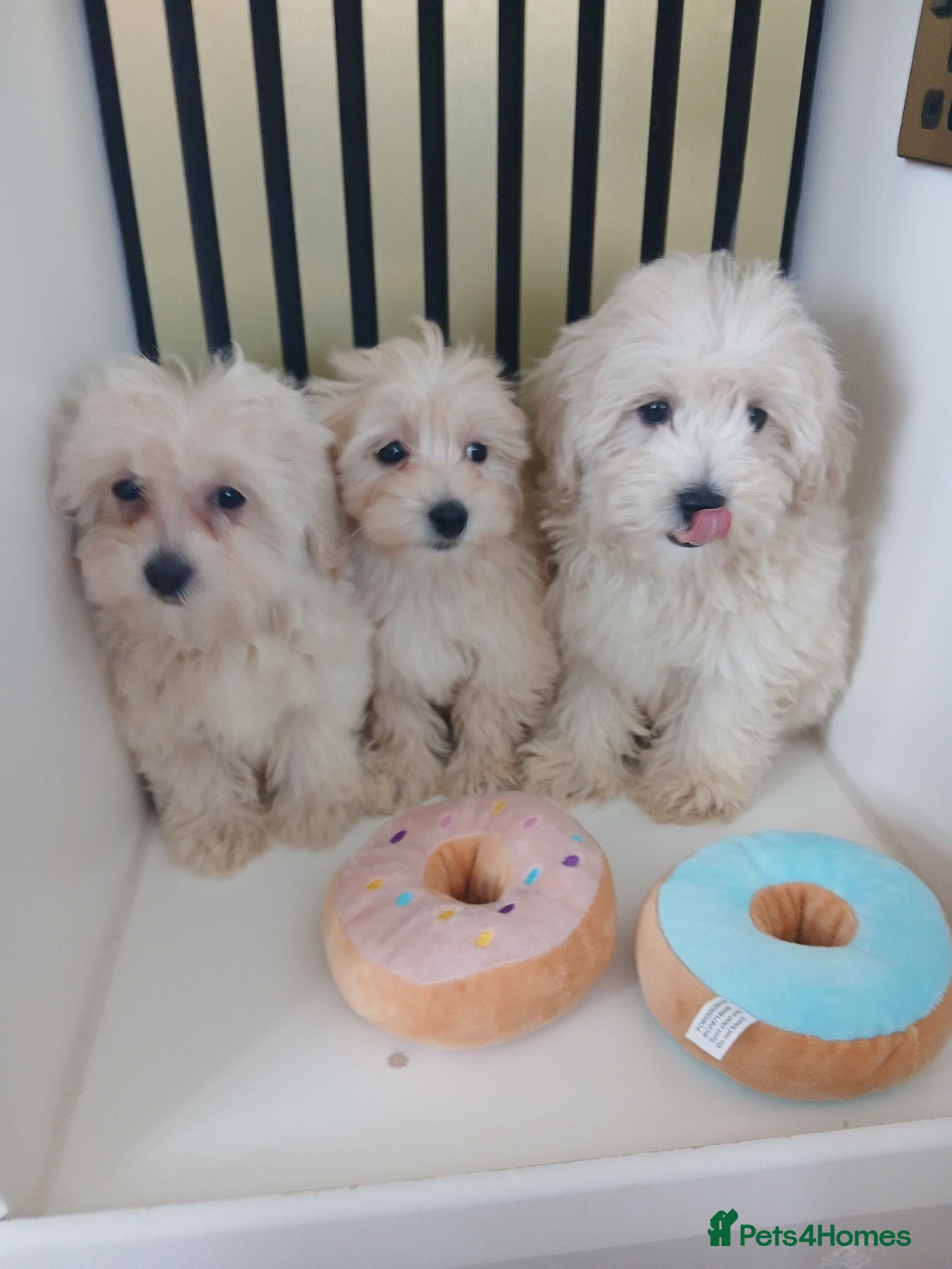 Maltipoo dogs  Maltipoo puppies ready to go - Advert 1