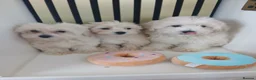 Maltipoo dogs for sale:  Maltipoo puppies ready to go in Doncaster - Advert 1