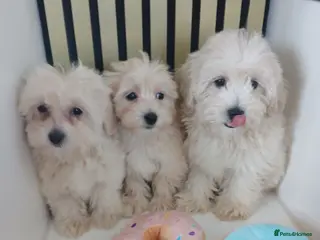 Maltipoo dogs Maltipoo puppies ready to go - Advert 1