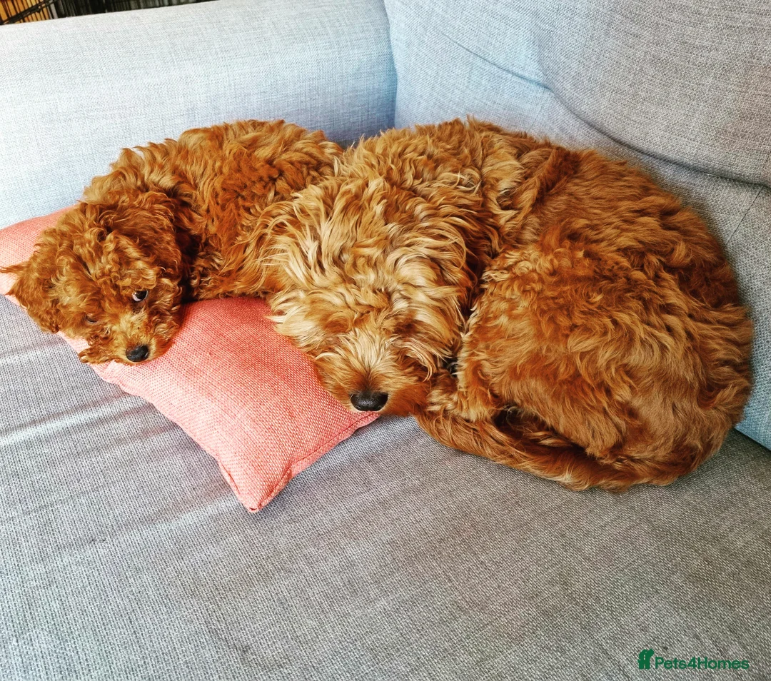 Cavapoo dogs for stud: Experienced, proven and health tested cavapoo stud in London - Advert 23