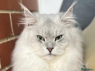 Maine Coon cats ❤️❤️❤️Maine Coon kittens❤️❤️ - Advert 1