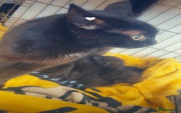 Mixed Breed cats for sale: Black female kittens ready to leave !! - Image 4