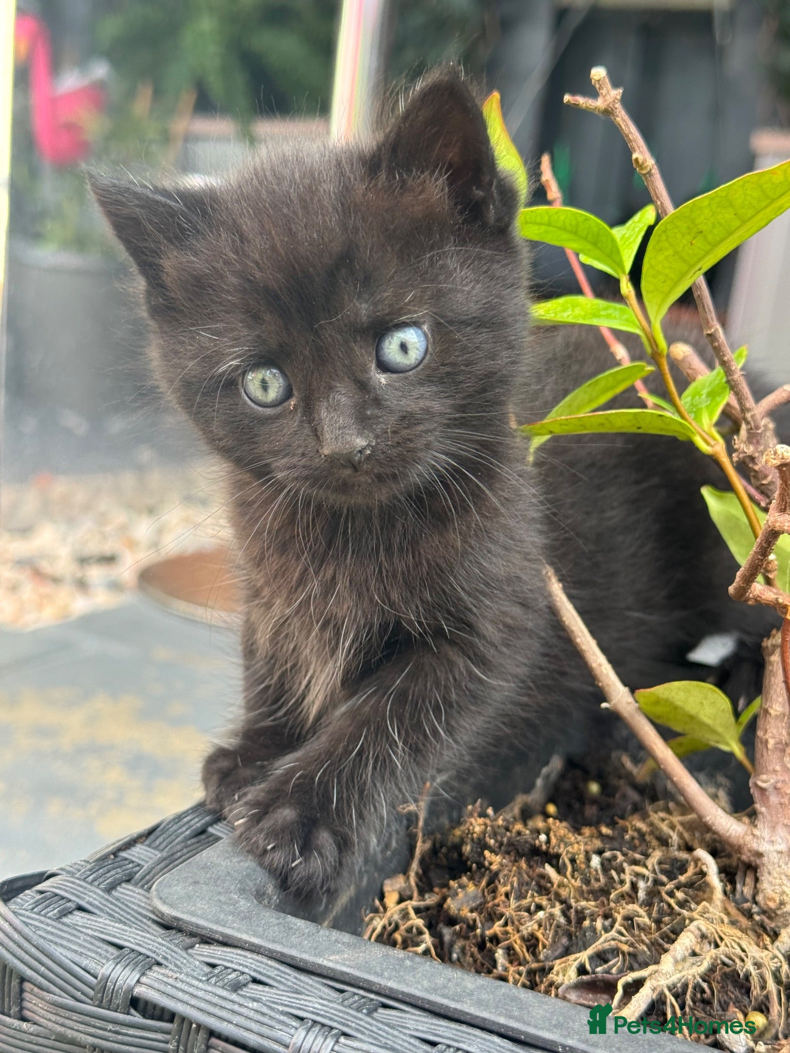 Mixed Breed cats Cats for sale  - Advert 5