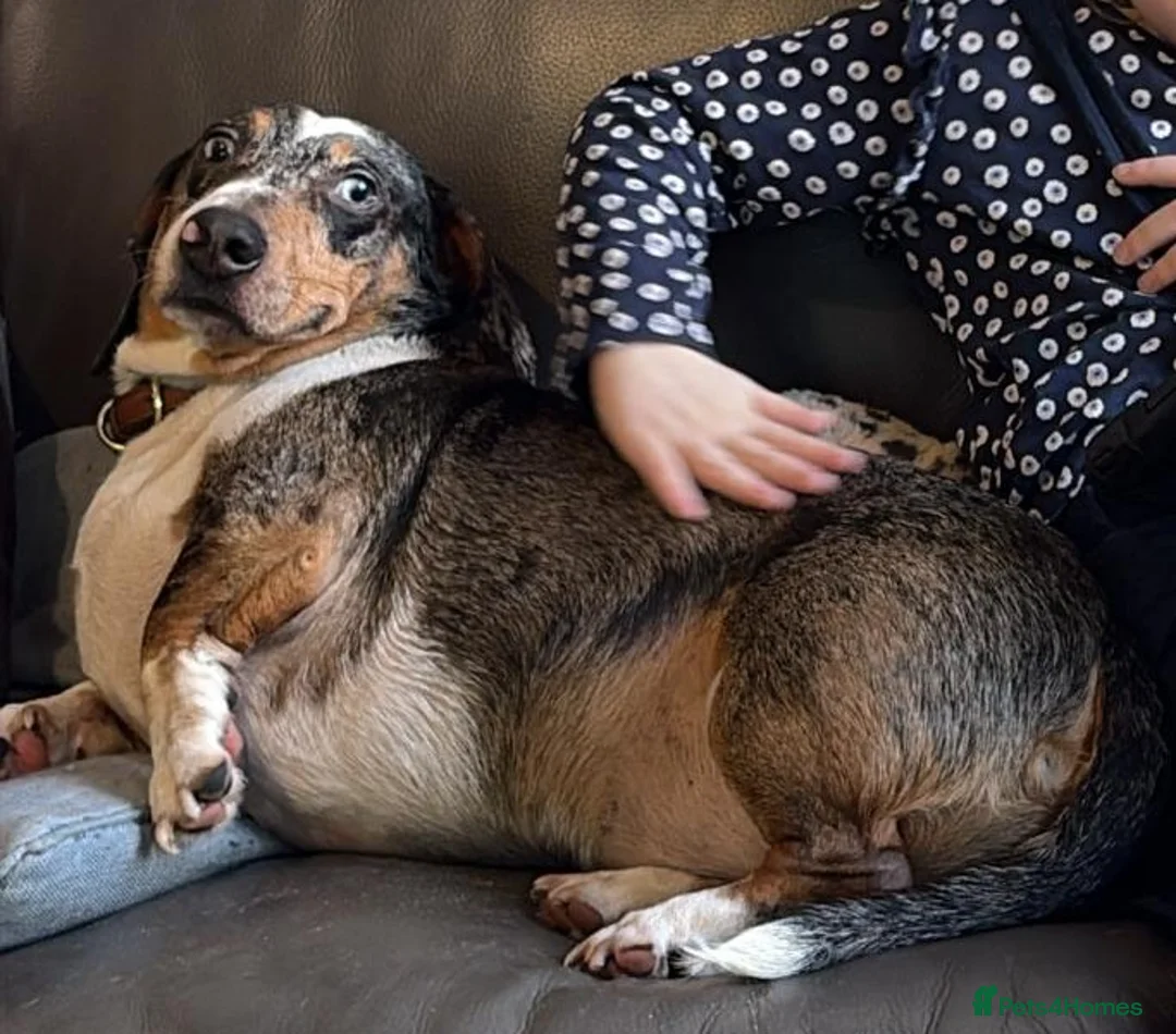 Mixed Breed dogs for adoption: 🐾Meet NORMAN 🐾 - a Lovely Boy for a Loving Home  - Advert 4