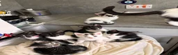 Mixed Breed cats for sale: Beautiful kittens looking for their forever homes - Advert 3
