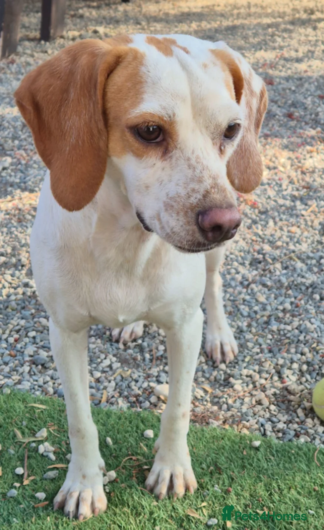 Beagle dogs for adoption: Cindra- young and dog social  - Advert 4