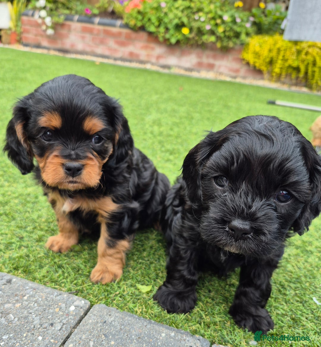 Cavapoo dogs for sale: Cavapoo puppies available from 27.9.25 - Image 12