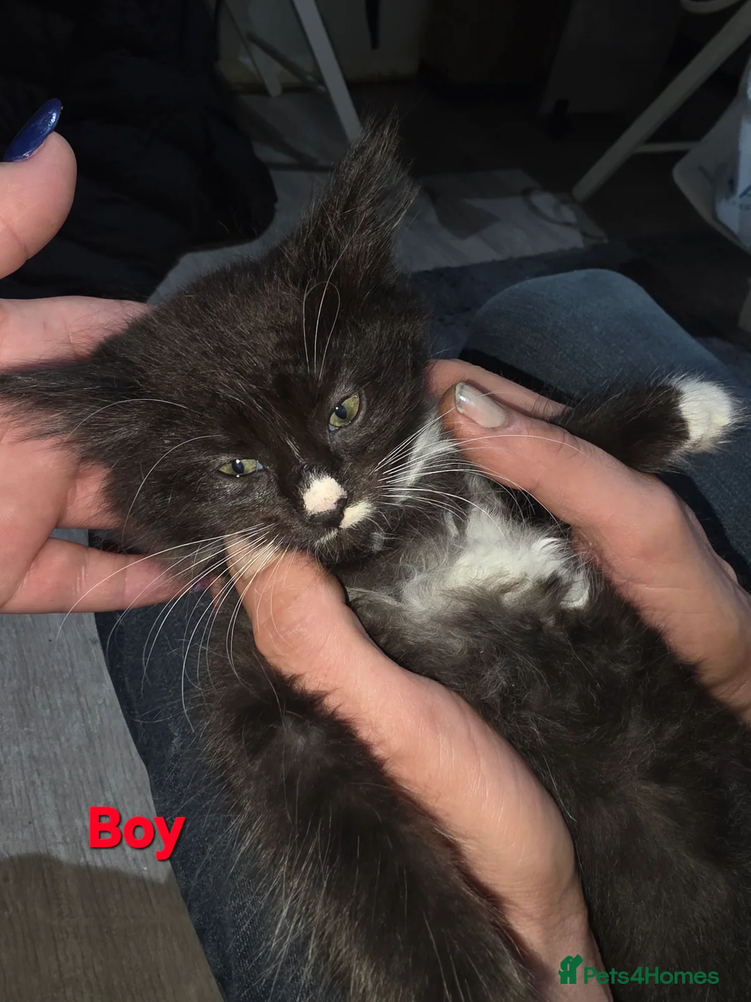 Turkish Angora cats for sale: Long-haired kittens - Advert 2