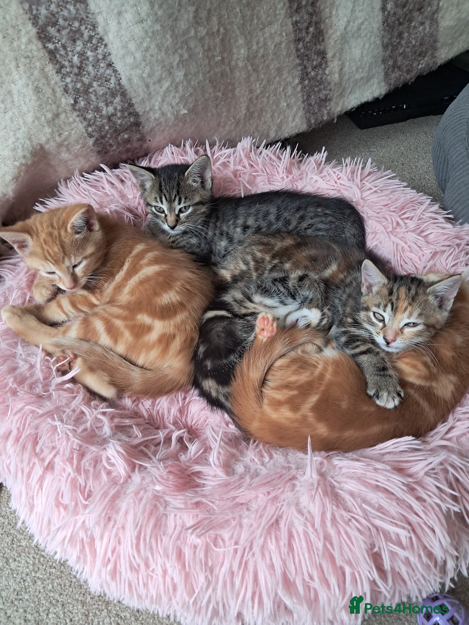 Mixed Breed cats Five beautifully tabby kittens  - Advert 2