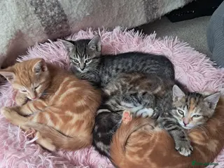 Mixed Breed cats Five beautifully tabby kittens - Advert 2