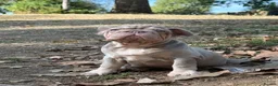 French Bulldog dogs for sale: Ready to go! Top quality French bulldogs  - Advert 3