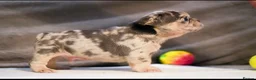 French Bulldog dogs for sale: Fluffy  **  French Bulldogs Puppy - Advert 35