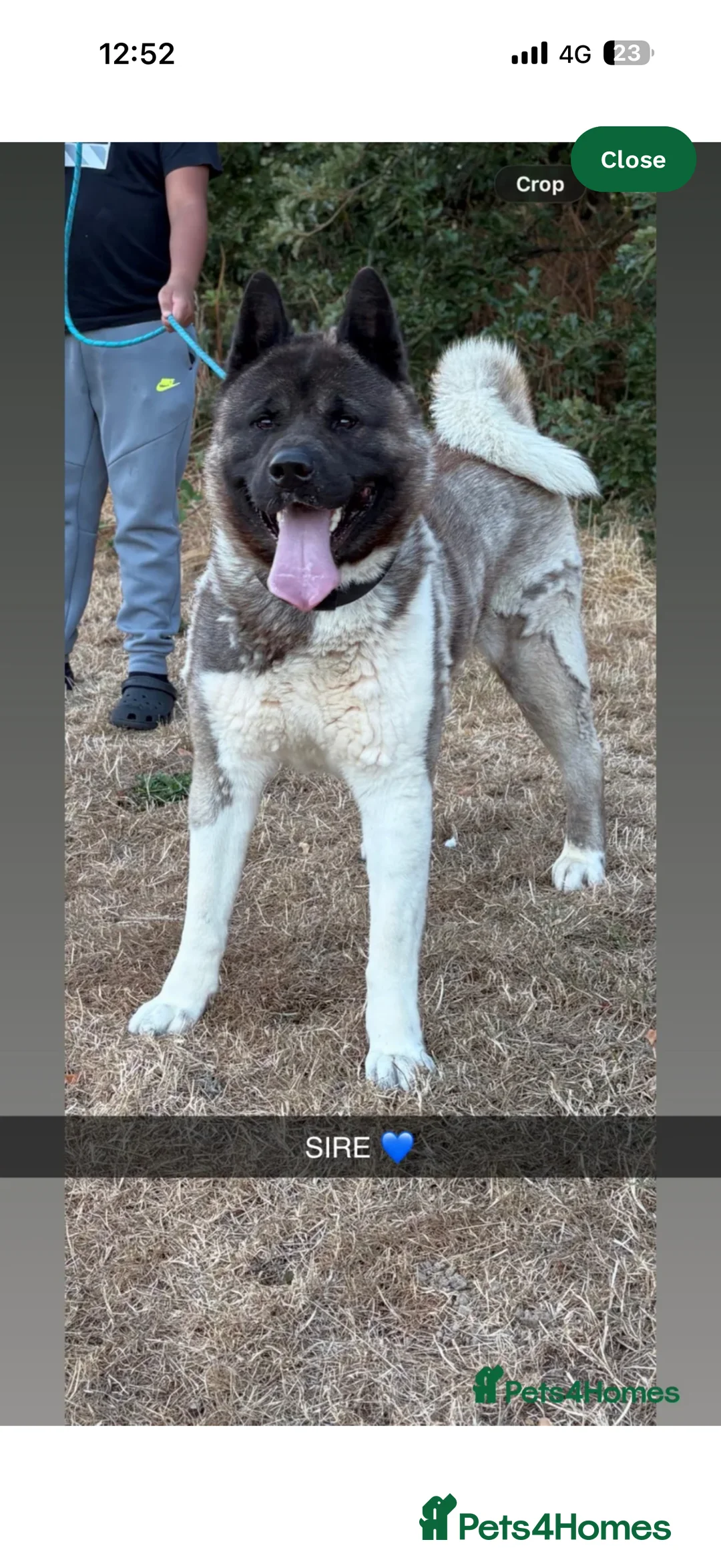 Akita dogs for sale: Beautiful Akita Puppy in Nuneaton - Advert 2