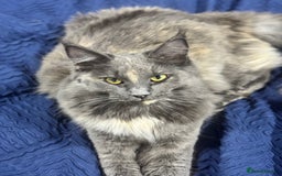 Maine Coon cats for sale: Purebred Blue Maincoon Kittens  - Image 13
