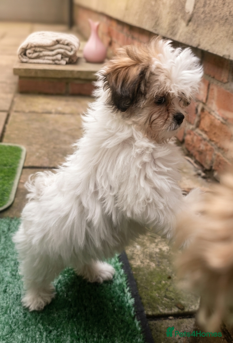 Malshi dogs MALSHI puppy  - Advert 13