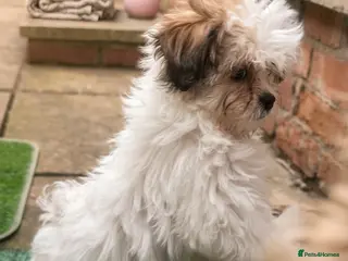 Malshi dogs MALSHI puppy - Advert 13