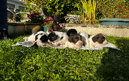 Sprocker dogs for sale: Sprocker Puppies - Image 18