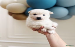 Pomsky dogs for sale: Blue-Eyed Pomskies Seeking Their Forever Homes 💫 - Image 4