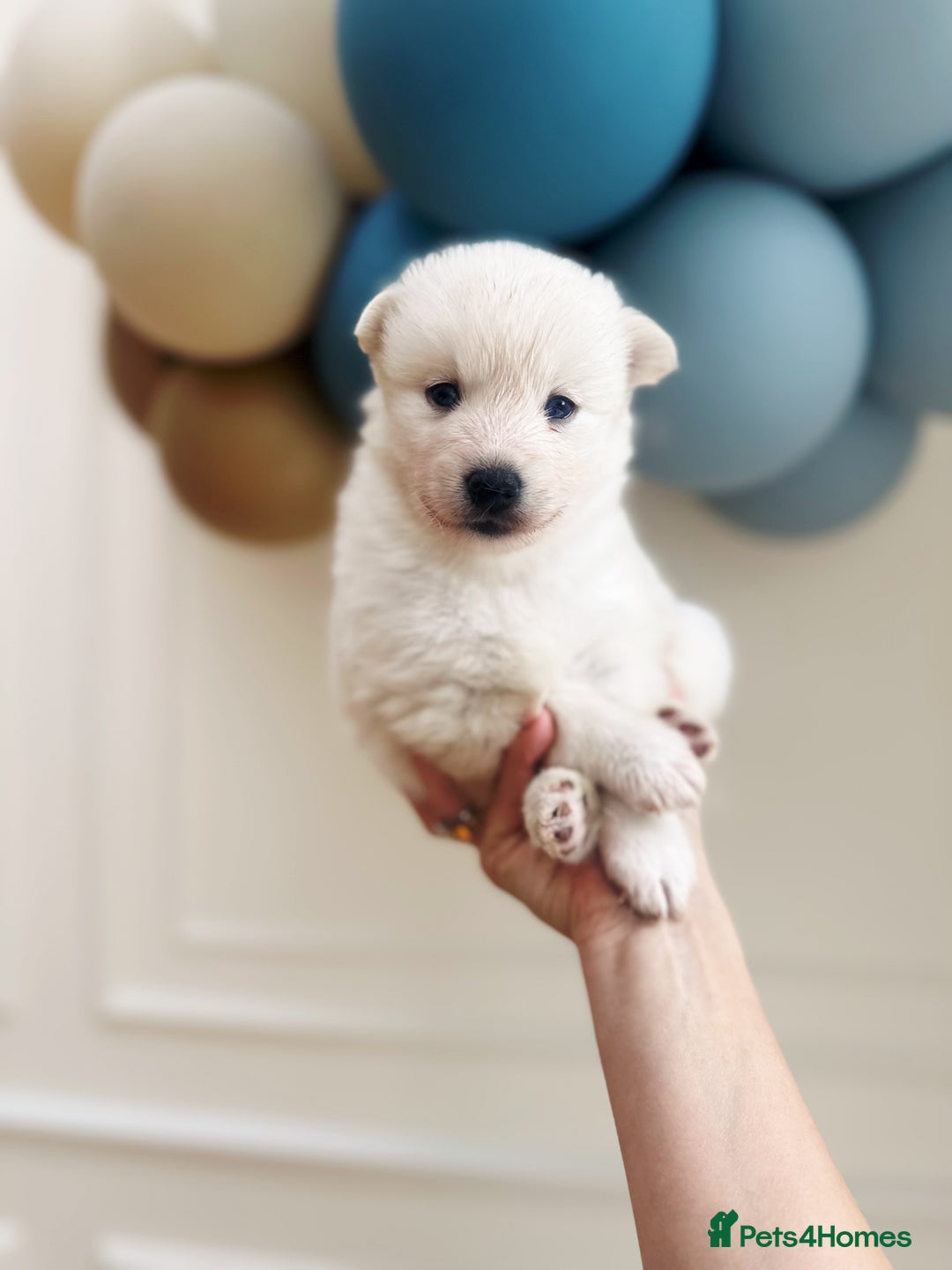 Pomsky dogs for sale: Blue-Eyed Pomskies Seeking Their Forever Homes 💫 - Image 4