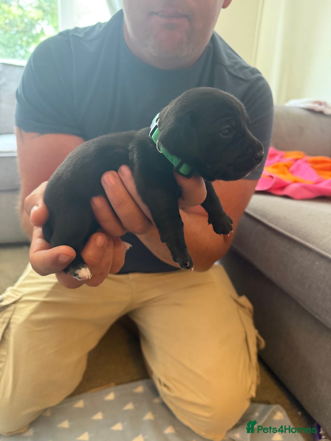 Mixed Breed dogs for sale: Doxla  - Image 9