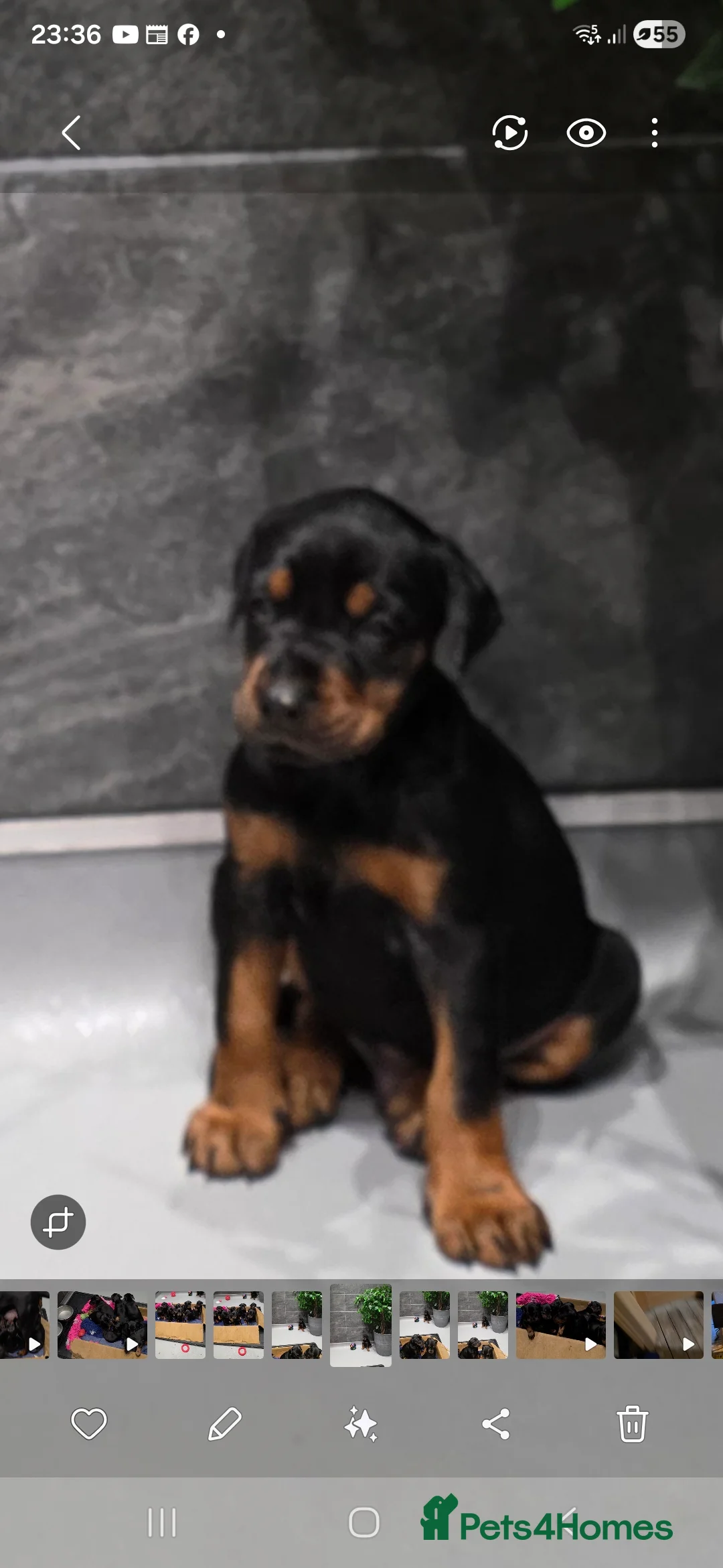 Dobermann dogs for sale: Trojanteam dobermanns puppies - Advert 6
