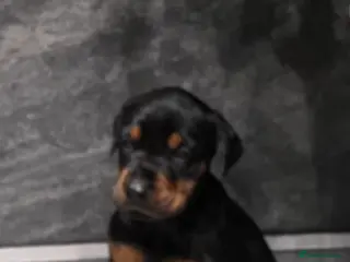 Dobermann dogs Trojanteam dobermanns puppies - Advert 9